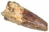 Fossil Spinosaurus Tooth - Robust Tooth #274116-1